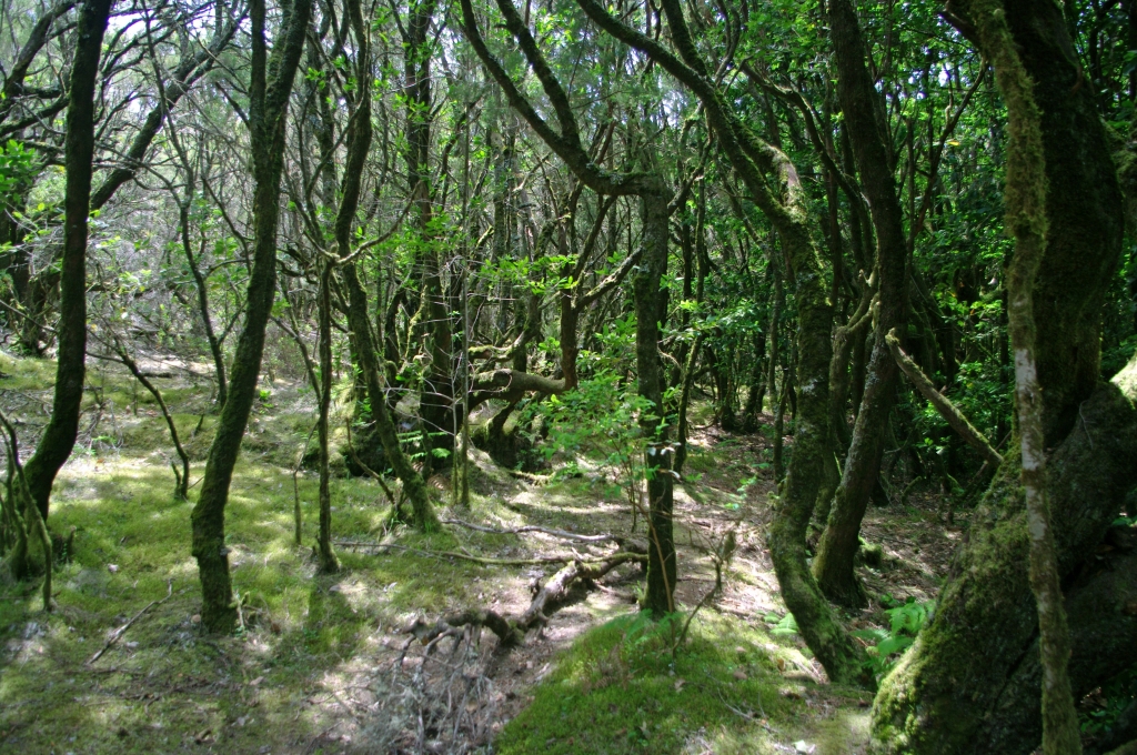 Реликтовый лаврово-вересковый лес - одна из главных достопримечательностей