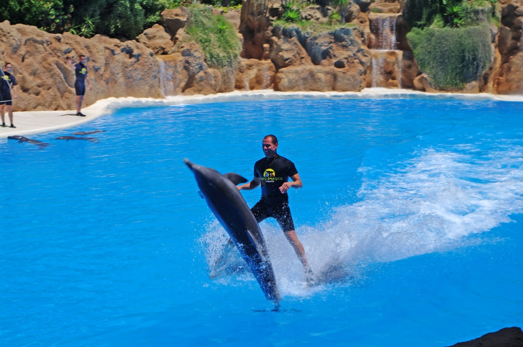 Шоу дельфинов в Лора-парке