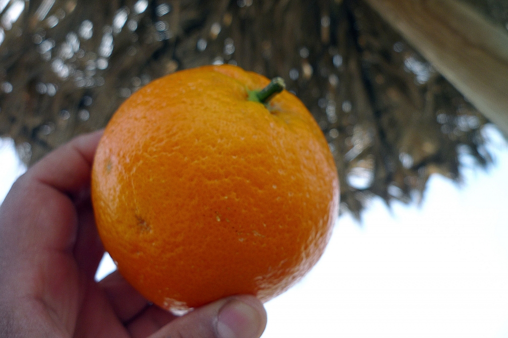 В мае - апельсиновый сезон на Канарах. В