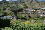 Самое древнее драконово дерево на Канарах расположено в городе Икод-де-лос-Винос