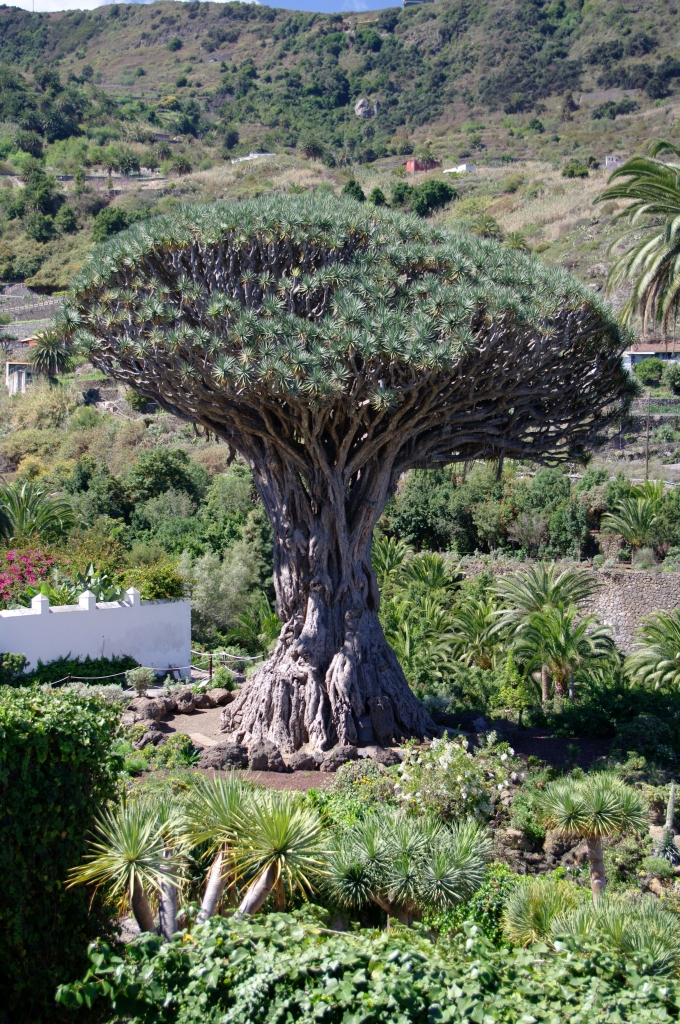 Самое большое и старое драконово дерево на Канарах