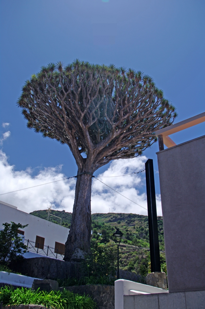 Знаменитое драконово дерево из парка Икода - самое