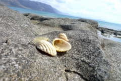 Playa de El Salado. На разнице песка и лавы можно найти довольно крупные ракушки